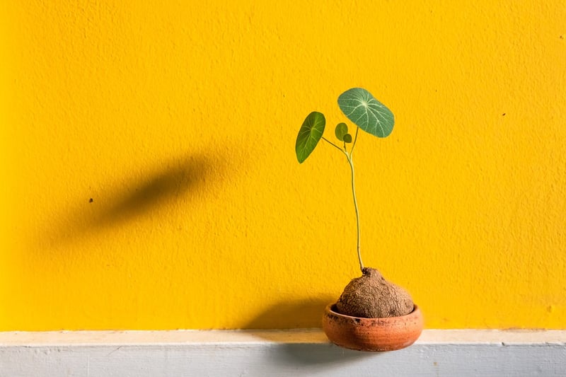 Plant Pots and Terrariums